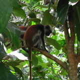 Zanzibar - Red colobus monkeys